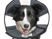 Zencone soft Recovery Collar Large